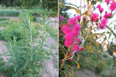 Vernonia gigantea