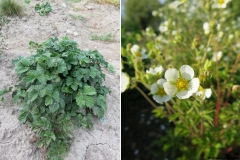 Waldsteinia geoides