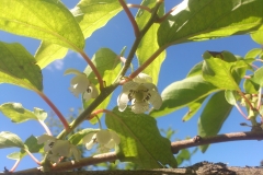 Actinidia chinensis