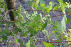 Ampelopsis aconitifolia