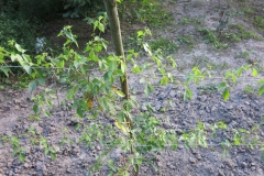 Ampelopsis brevipedunculata