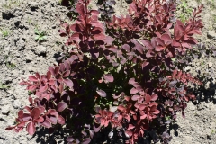 Berberis thunbergii Atropurpurea