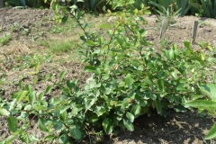 Chaenomeles japonica