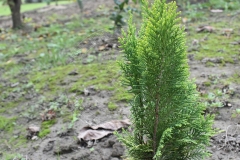 Chamaecyparis lawsoniana BARABITS GOLD