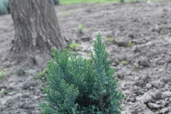 Chamaecyparis lawsoniana ELLWOODII