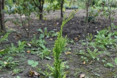 Chamaecyparis lawsoniana IVONNE