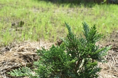 Chamaecyparis lawsoniana NIDIFORMIS