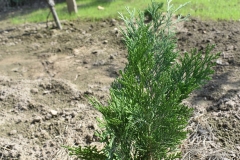 Chamaecyparis lawsoniana SILVANIA