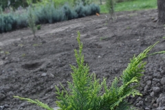 Chamaecyparis lawsoniana STARDUST