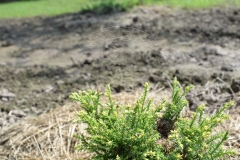 Chamaecyparis pisifera PLUMOSA AUREA COMPACTA