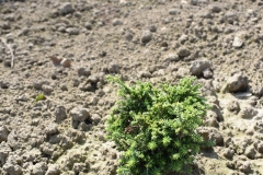 Chamaecyparis pisifera PLUMOSA COMPRESSA