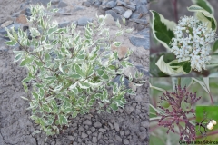 Cornus alba Sibirica