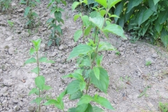 Cornus mas
