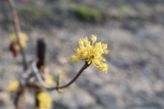 Cornus-officinalis