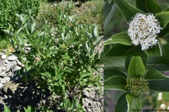 Cornus stolonifera flaviramea