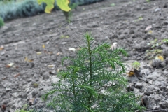 Cryptomeria japonica ELEGANS VIRIDIS