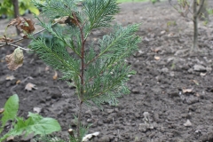 Cupressocyparis leylandii Green Rocket