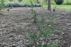 Cupressocyparis leylandii