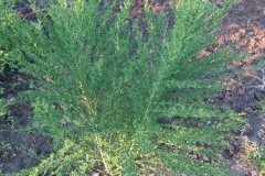 Cytisus scoparius