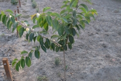 Diospyros virginiana