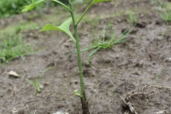 Ginkgo biloba