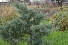 Juniperus chinensis Hetzii