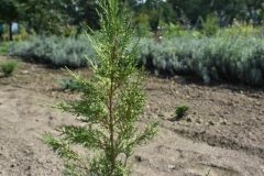 Juniperus chinensis KURIWAO SUNBEAM