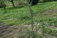 Juniperus communis HIBERNICA