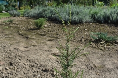 Juniperus communis SENTINEL