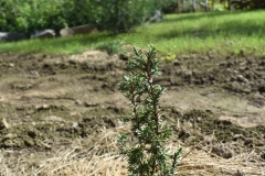 Juniperus communis SUECICA NANA