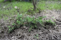 Juniperus conferta