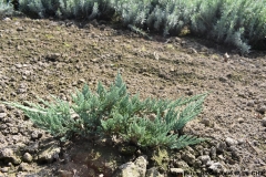 Juniperus horizontalis BLUE CHIP
