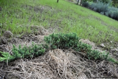 Juniperus procumbens