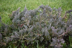 Juniperus sabina Tiszakürt