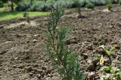Juniperus scopulorum MOONLIGHT