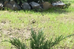 Juniperus x media MINT JULEP