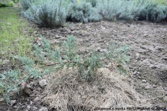 Juniperus x media PFITZERIANA GLAUCA