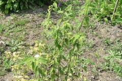 Kerria japonica