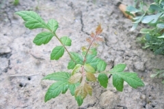 Kolereuteria paniculata