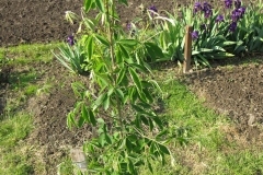 Laburnum alpinum