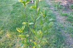 Magnolia sp.