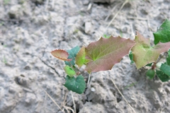 Mahonia aquifolium