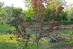 Malus purpurea 'ROYALTY'
