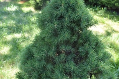 Picea glauca Conica