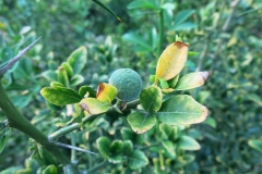 Poncirus trifoliata