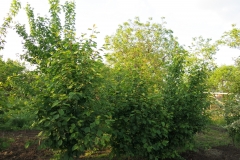 Prunus padus