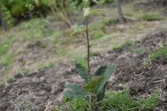 Quercus libani