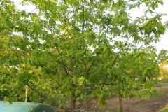 Quercus petraea