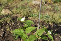 Rhodotypos-scandens