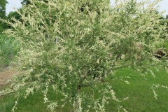 Salix integra